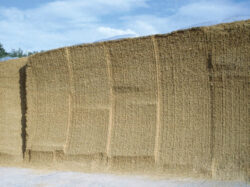 Maize silage
